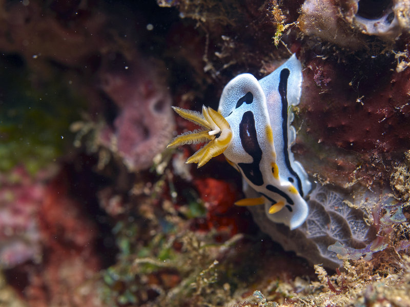 Nudibranch, Monkey Beach Wreck